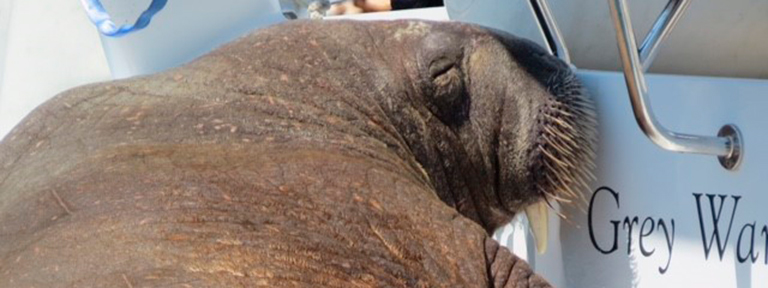 Wally the Walrus